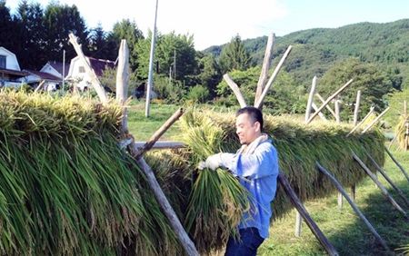 IMG_1413_R 刈った稲の「はせがけ」に精を出す社長の吉山