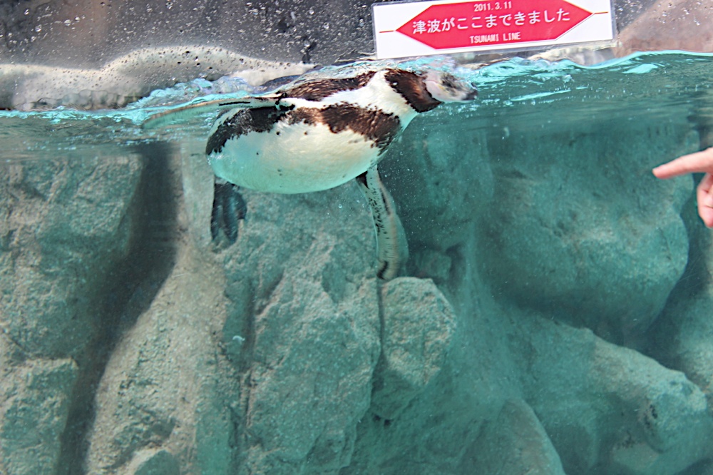 IMG00785_2