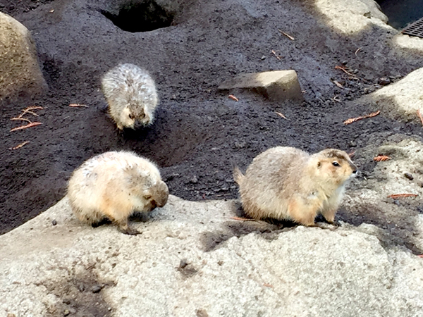 自然動物園