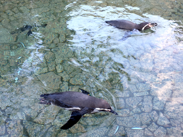 自然動物園
